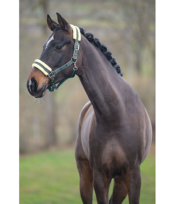 Headcollar Night Sky