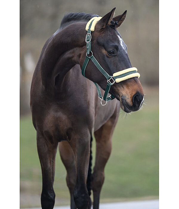 Headcollar Night Sky