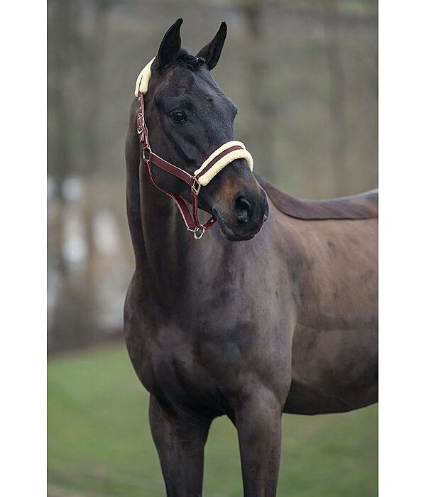 Headcollar Night Sky