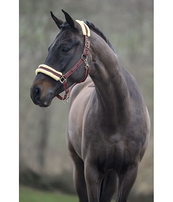 Headcollar Night Sky