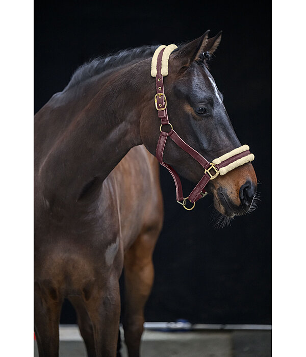 Headcollar Night Sky