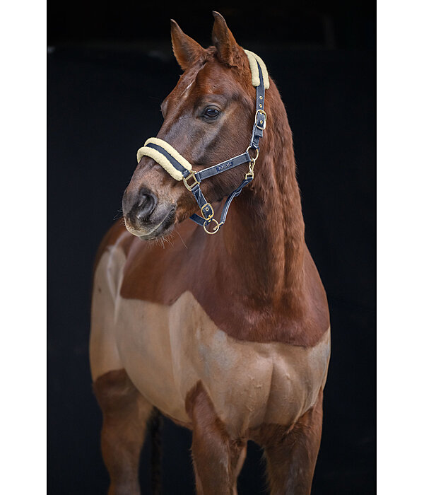 Headcollar Night Sky