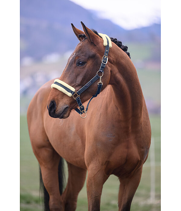 Headcollar Night Sky