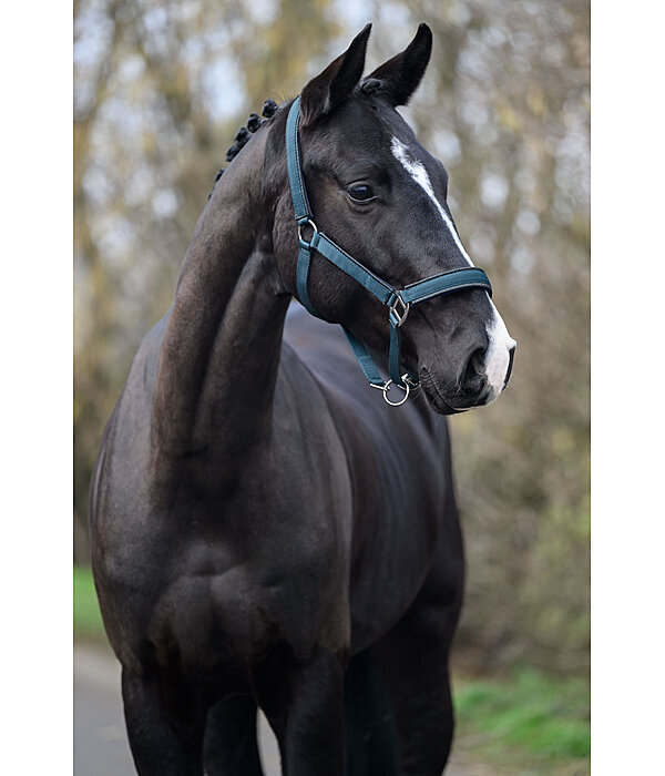 Headcollar Glitter