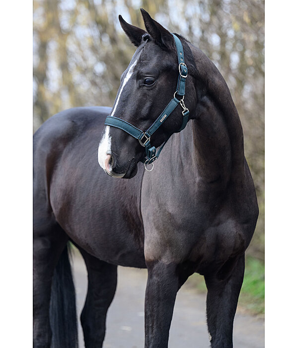 Headcollar Glitter