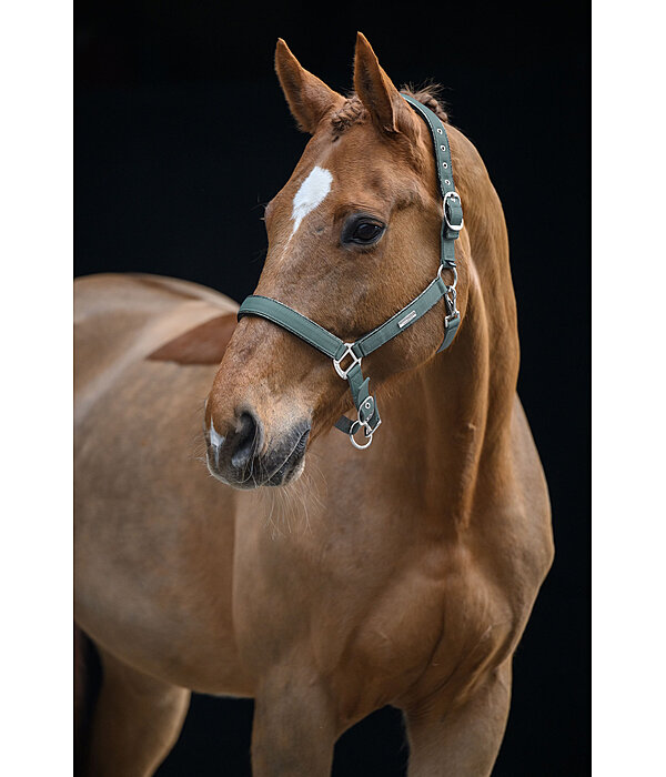 Headcollar Glitter