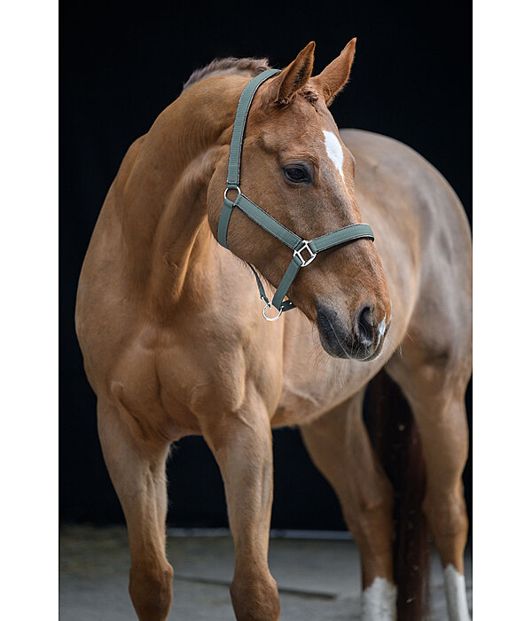Headcollar Glitter