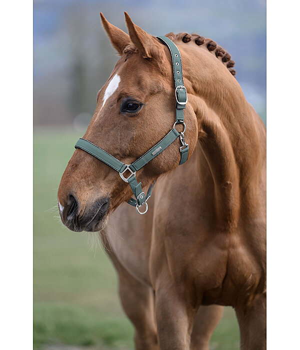 Headcollar Glitter