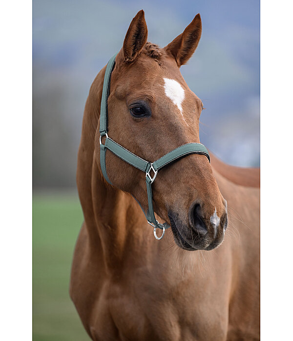 Headcollar Glitter