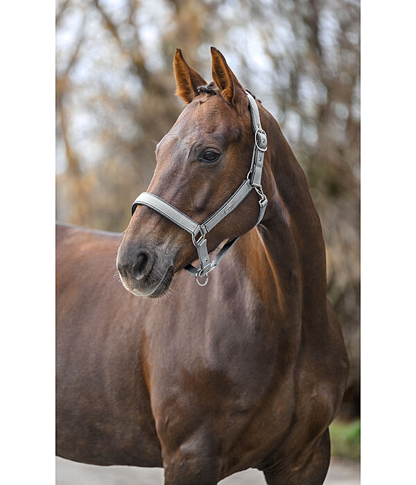 Headcollar Glitter