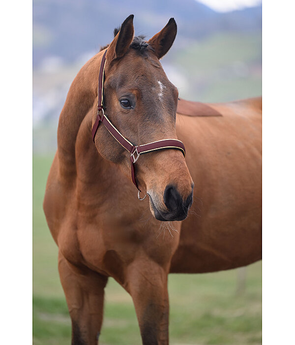 Headcollar Glitter
