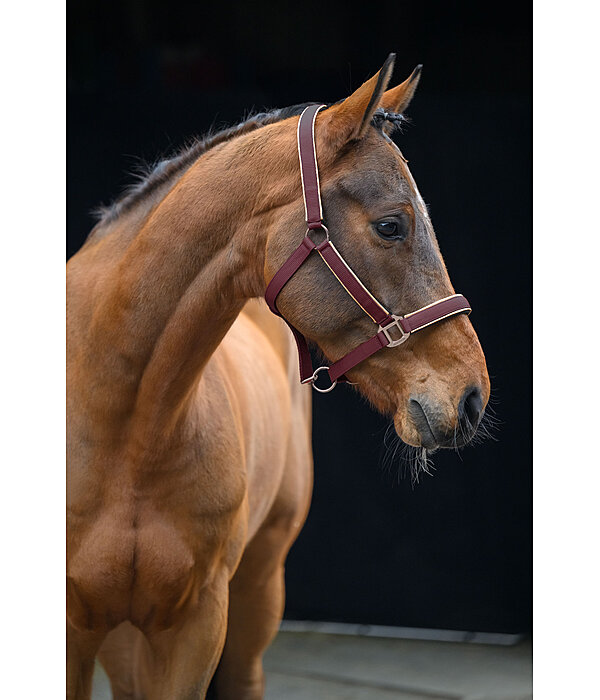 Headcollar Glitter