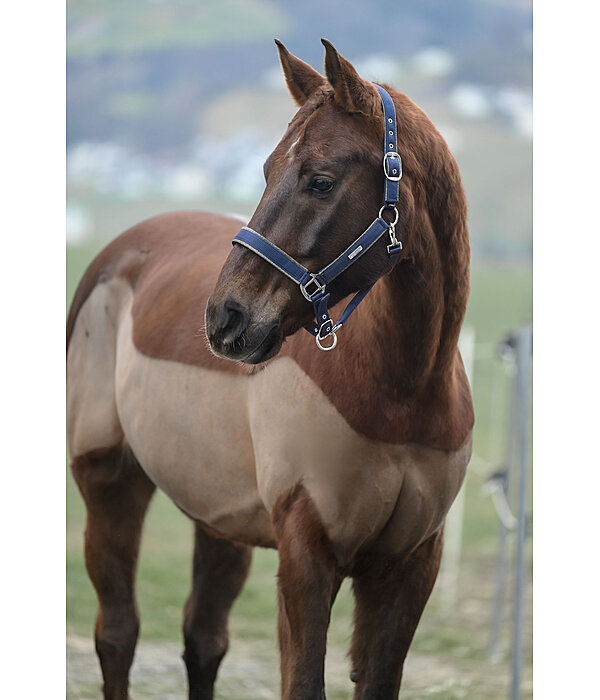 Headcollar Glitter
