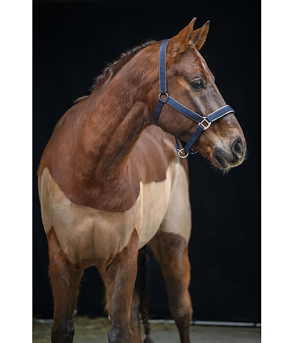 Headcollar Glitter