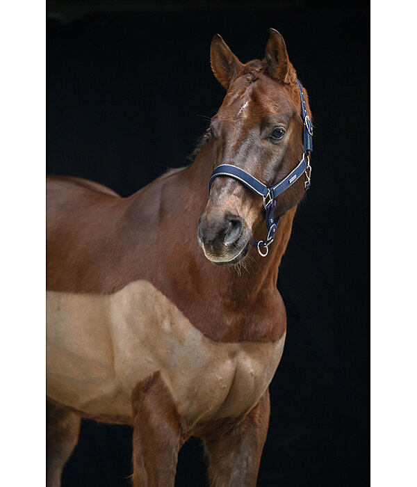 Headcollar Glitter