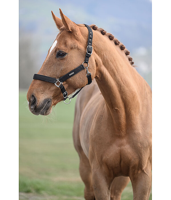 Headcollar Glitter