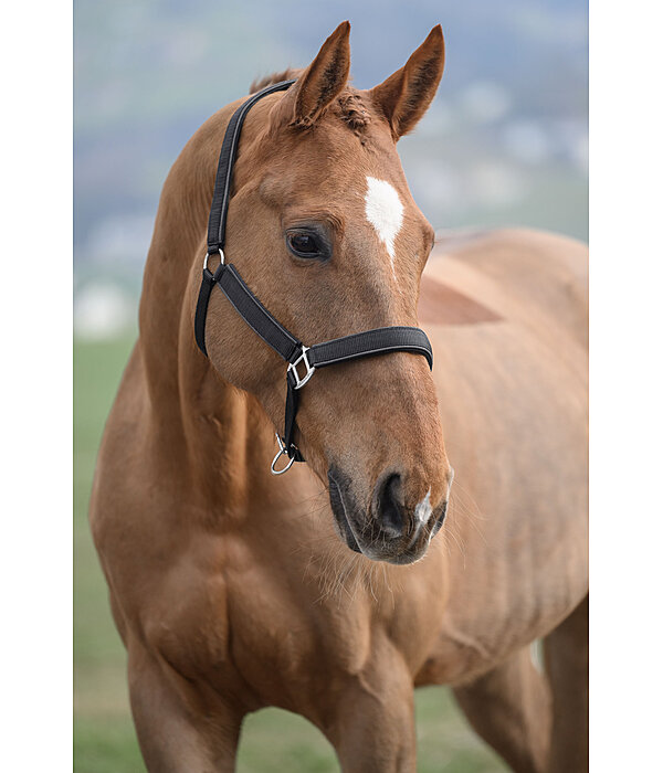 Headcollar Glitter