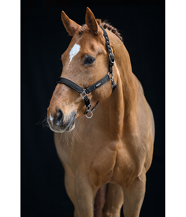 Headcollar Glitter