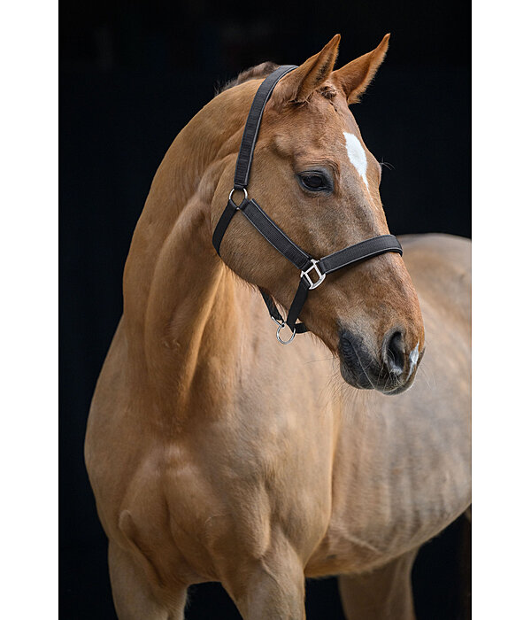 Headcollar Glitter
