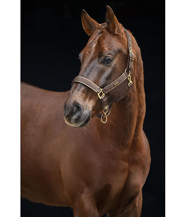 Headcollar Glitter