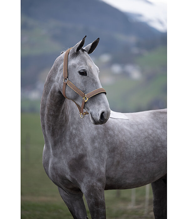 Headcollar Glitter