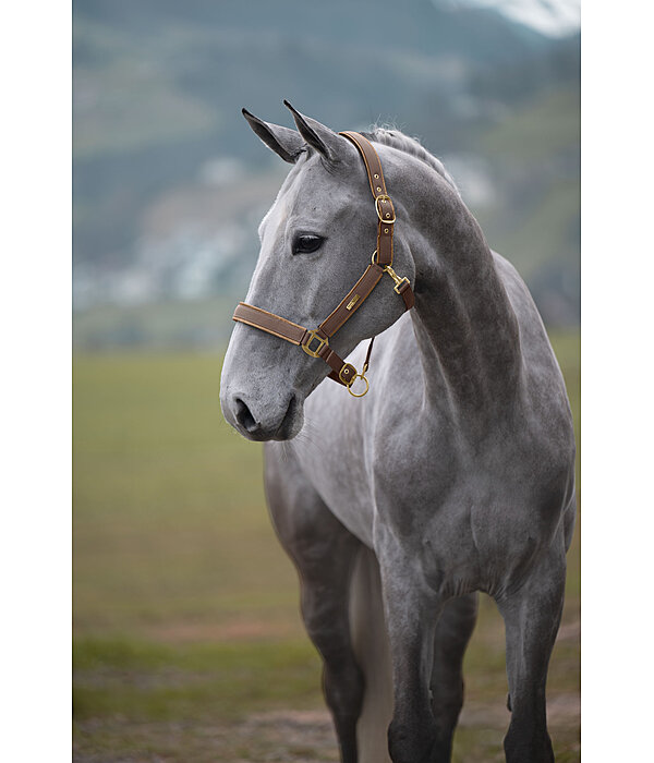 Headcollar Glitter