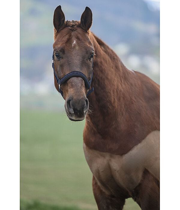 Headcollar Signature II
