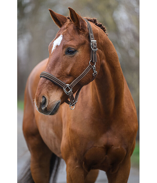 Headcollar Swiss Design II