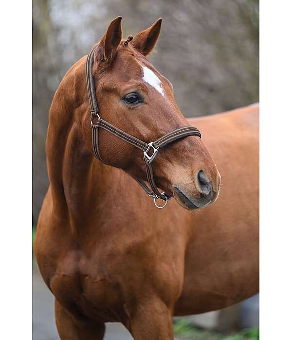 Headcollar Swiss Design II
