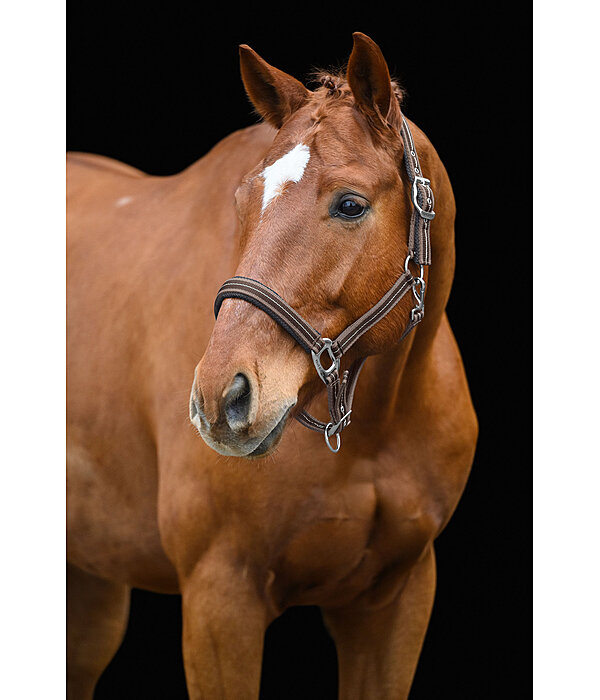Headcollar Swiss Design II