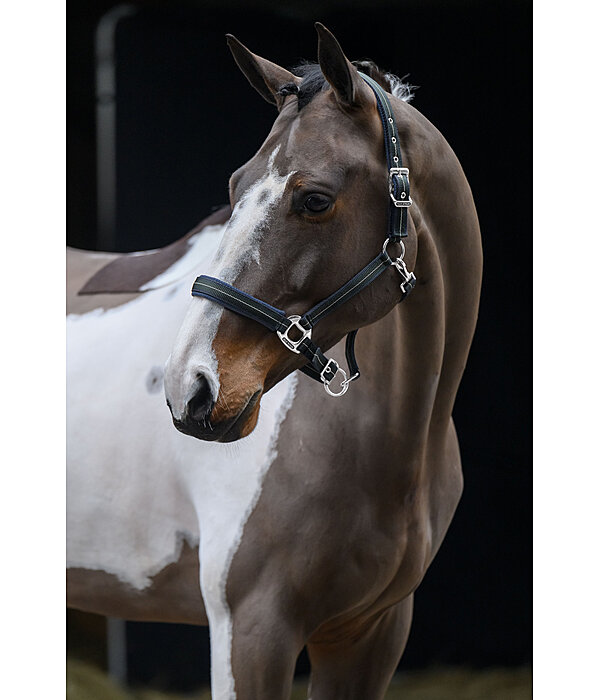 Headcollar Swiss Design II