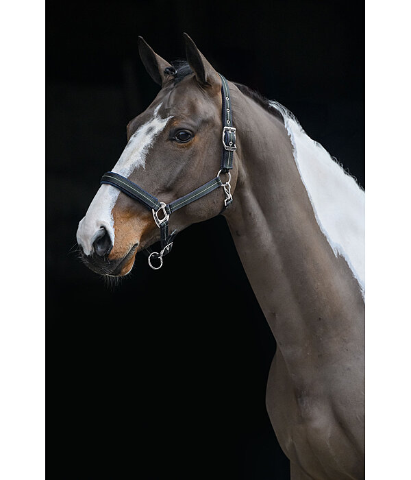 Headcollar Swiss Design II