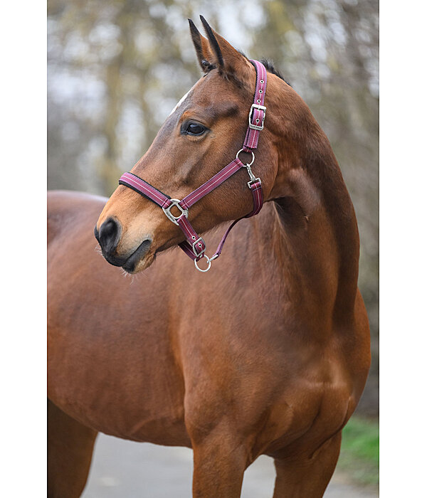 Headcollar Swiss Design II