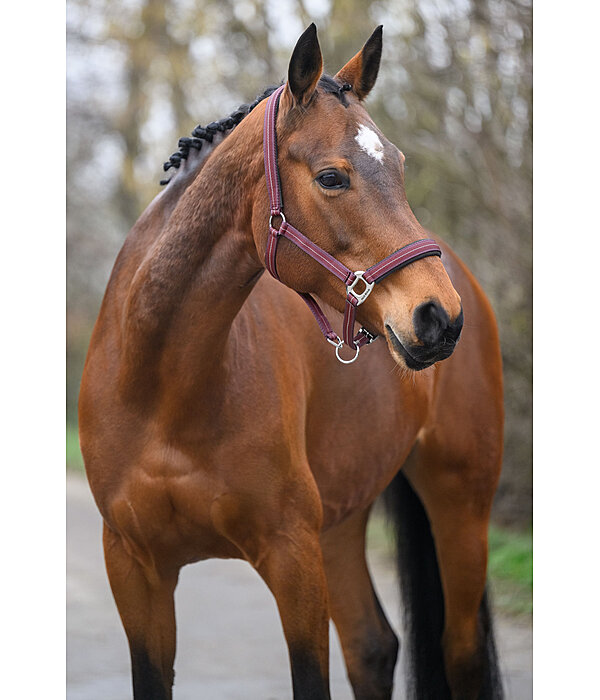 Headcollar Swiss Design II