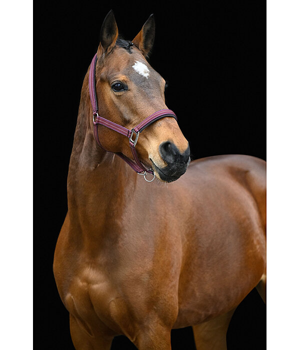 Headcollar Swiss Design II