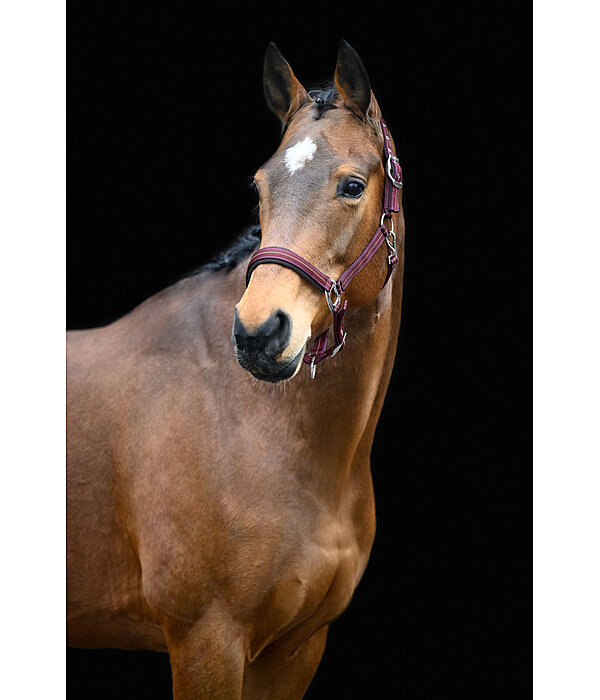 Headcollar Swiss Design II