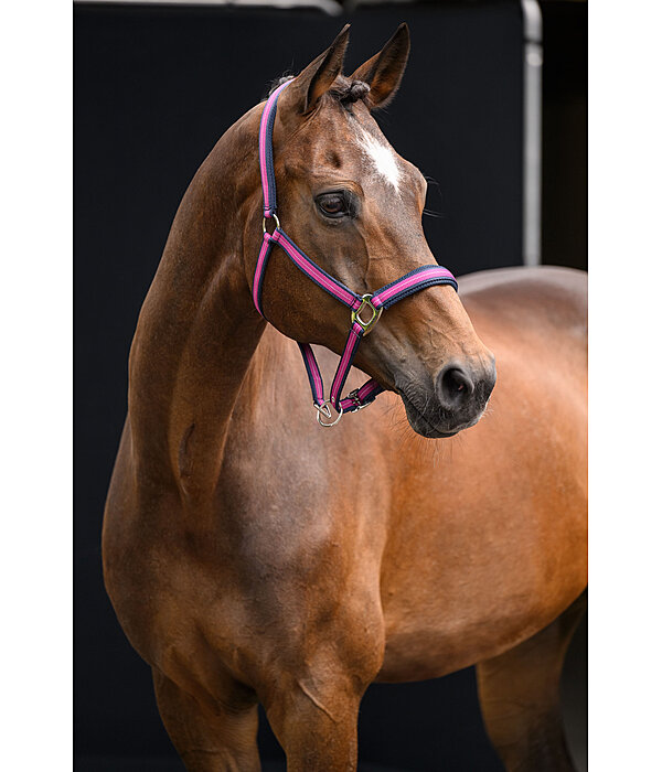 Headcollar Swiss Design II