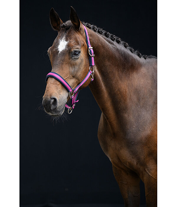 Headcollar Swiss Design II