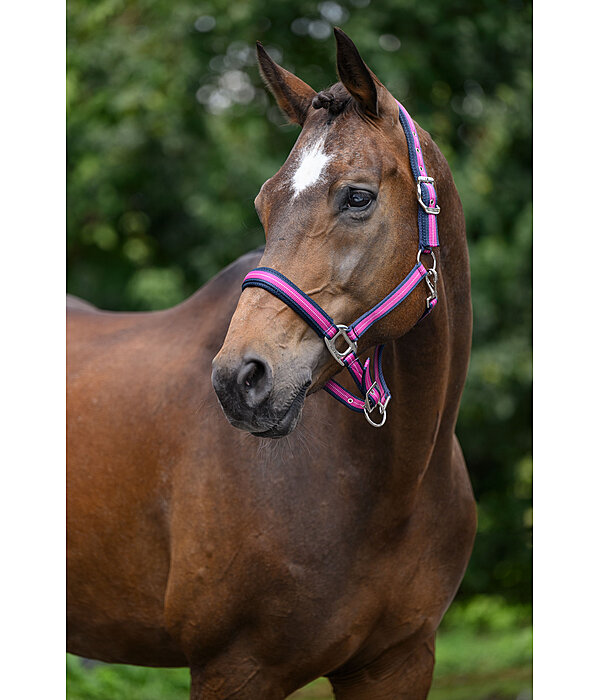 Headcollar Swiss Design II