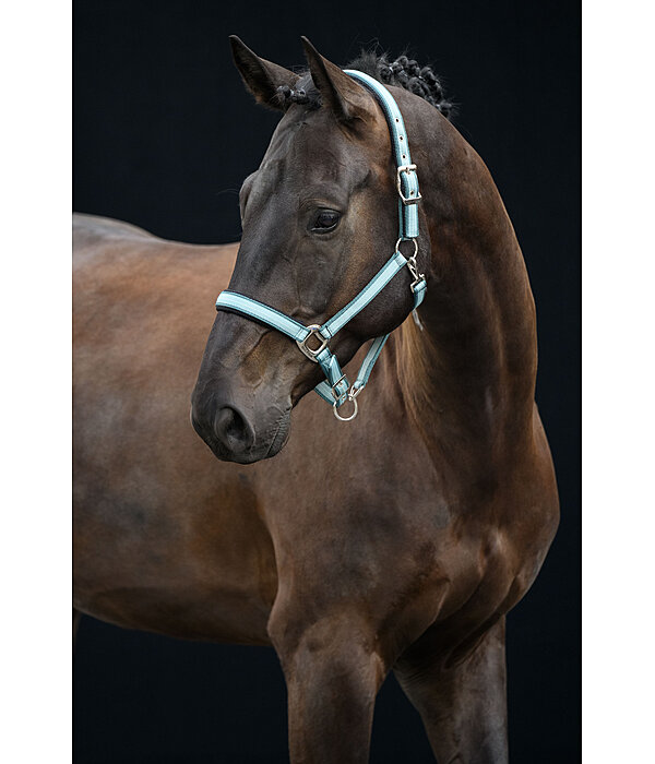 Headcollar Swiss Design II