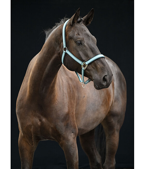 Headcollar Swiss Design II