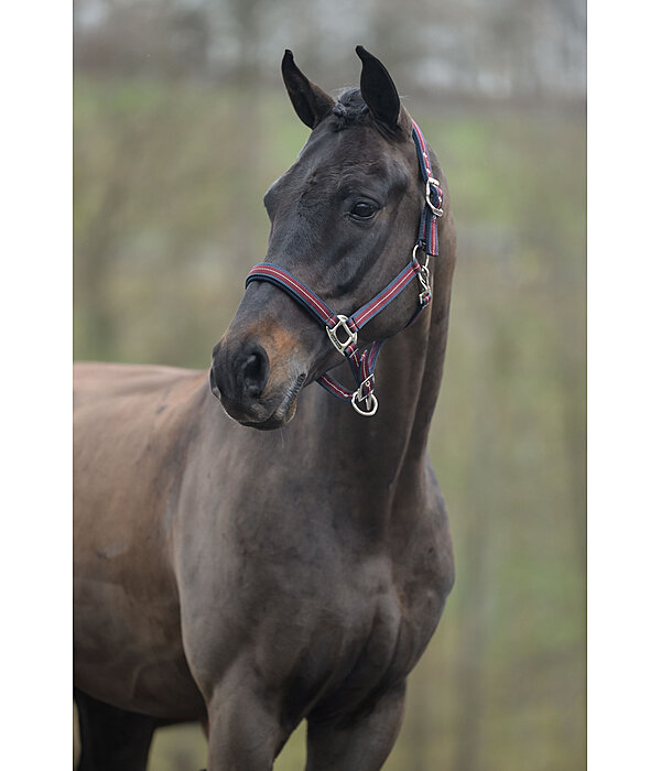 Headcollar Swiss Design II