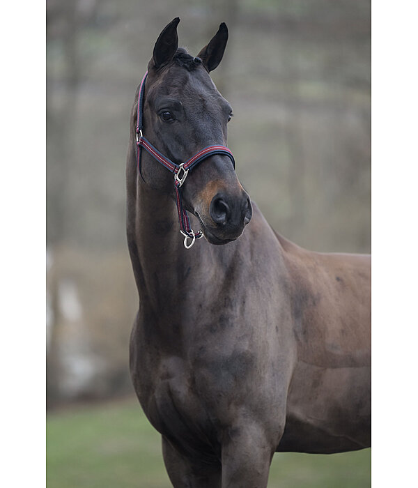 Headcollar Swiss Design II