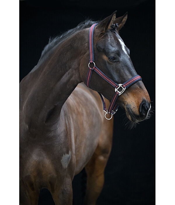 Headcollar Swiss Design II