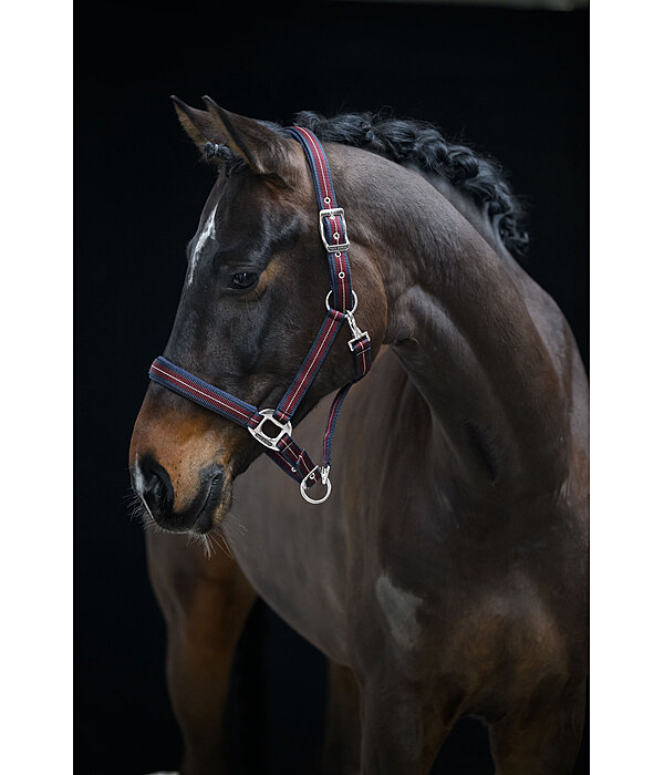 Headcollar Swiss Design II