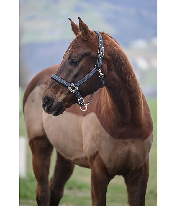 Headcollar Swiss Design II
