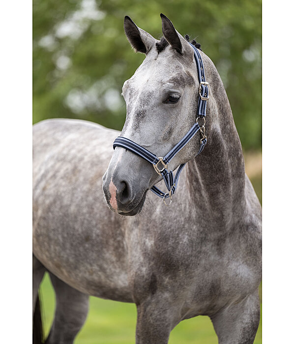 Headcollar Swiss Design II