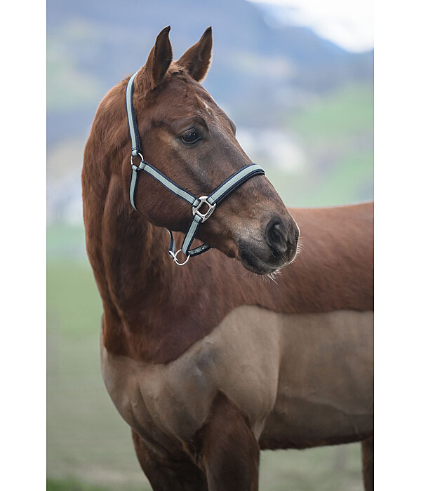 Headcollar Swiss Design II