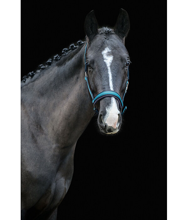 Headcollar Swiss Design II
