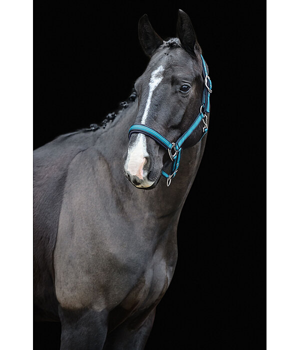 Headcollar Swiss Design II